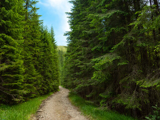 A gravel road winding through green coniferous trees and wild forests, narrowed by branches. The...