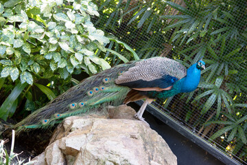Naklejka premium Peacocks are large, colorful blue pheasants known for their iridescent tails