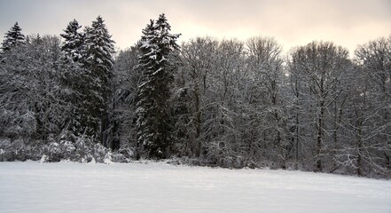 Winter landscape with snow and trees. Dark silhouettes of snow-covered bare trees in a winter forest on a cloudy day