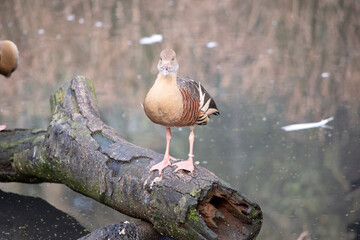 The plumed whistling duck's face and fore-neck are light, the crown and hind neck are pale brown...