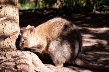 The Quokka is a small wallaby with thick, coarse, grey-brown fur with lighter underparts. Its snout...
