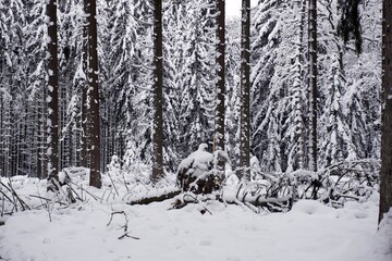 Landscape photo in winter in the Eifel - Germany under a cloudy sky, you can see snow, conifers and...