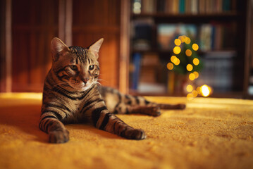 Cute tabby cat, pet animal. Adorable Bengal kitten Lying and Looking Curious in Camera on isolated...
