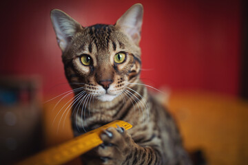Lovely playful cat sitting on bed and playing with a ruler. Bengal beautiful cat architect or...