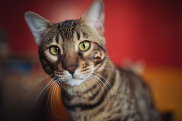 Cute tabby cat, pet animal. Adorable Bengal cat sitting and Looking Curious in Camera on isolated...