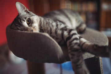Cat resting on their cat tree, stretch lazily in the room look cute. morning cat. Young cute bengal...
