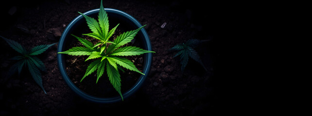 Kleine Cannabis-Pflanze im Topf, Anbau aus der Vogelperspektive - obrazy, fototapety, plakaty