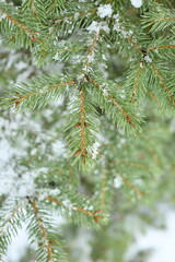 pine branches under ice, winter background