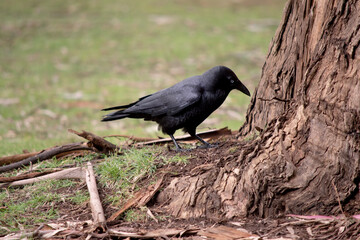 Australian Ravens are black with white eyes in adults. The feathers on the throat (hackles) are longer than in other species