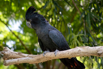 Obraz premium the Male Red-tailed Black Cockatoos are black with two vibrant red stripes in the tail. They also have a very full crest and a black bill.