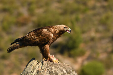 Steinadler