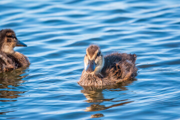 Cute little duckling swimming alone in a lake or river with calm water