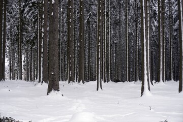 Landscape photo in winter in the Eifel - Germany under a cloudy sky, you can see snow, conifers and deciduous trees.