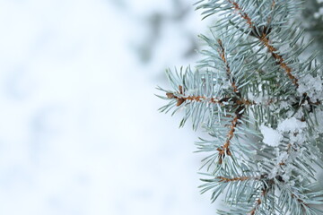 snow-covered blue spruce branches as background text