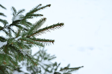 snow on Christmas tree branches, snow-covered pine tree branches, trees under snow, nature in winter, evergreen tree branches covered with snow