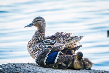 Adult duck with many ducklings sits on green shore of pond
