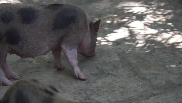 Footage of a group of pigs (Sus scrofa domestica) at the Gembiroloka animal park in Yogyakarta, Indonesia