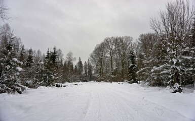 Landscape photo in winter in the Eifel - Germany under a cloudy sky, you can see snow, conifers and deciduous trees.