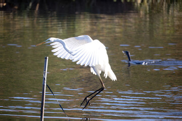 小川で狩りをするシラサギ