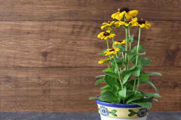 植木鉢に植えたルドベキア　