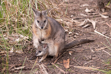 Naklejka na ściany i meble the tammar wallaby has a joey in her pouch
