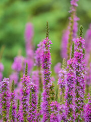 Obraz premium Summer Flowering Purple Loosestrife, Lythrum tomentosum on a green blured background.