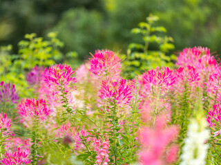Group of purple and red Cleome hassleriana flowers or Spinnenblume or Cleome spinosa is on a green blurred background