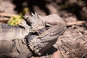The Water Dragon can be identified by a distinctively deep angular head and nuchal crest of spinose...
