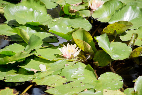 the water lily is light pink with a yellow centre