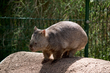 this is the side view of a common wombat