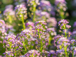 Verbena bonariensis flowers, Argentinian Vervain or Purpletop Vervain, Clustertop Vervain, Tall Verbena, Pretty Verbena, in garden