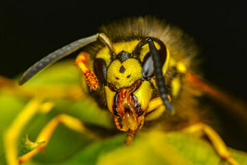 Macro view insect. The parasitic wasp red-banded sand bee is a species of bee from the family...