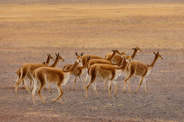 Vicuna (Vicugna vicugna) in Uyuni. Altiplano. Bolivia