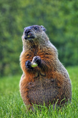 groundhog,Marmota monax