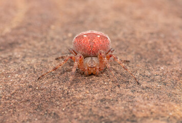 Beautiful Spiky Field Spider (Pararaneus cyrtoscapus) on a rock in a grassland