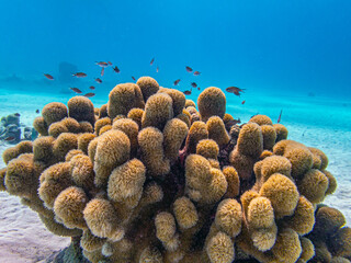 Caribbean coral garden in shallow water