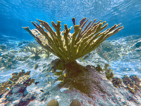 Caribbean coral garden,staghorn coral