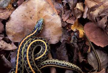 Garter Snake on Cottonwood Leaves