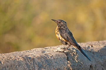 White-throated Robin (Irania gutturalis) sunbathing after a bath. Small, colourful, cute, songbird. Blurred natural background.