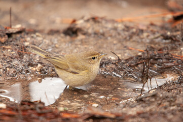 Common Chiffchaff (Phylloscopus collybita) bathing in a puddle. Small, pretty, songbird. Blurred natural background.
