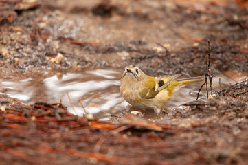 Goldcrest (Regulus regulus) bathing in a puddle.