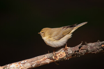 Common Chiffchaff (Phylloscopus collybita) standing on a tree branch. Small, pretty, songbird. Blurred natural background.