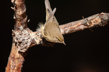 Common Chiffchaff (Phylloscopus collybita) standing on a tree branch. Small, pretty, songbird. Blurred natural background.
