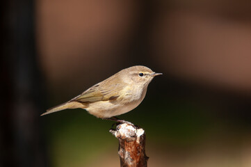Common Chiffchaff (Phylloscopus collybita) standing on a tree branch. Small, pretty, songbird. Blurred natural background.