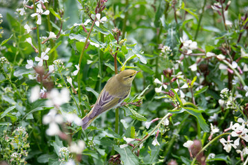 Eastern Bonelli`s Warbler (Phylloscopus orientalis) feeding among the grasses.
