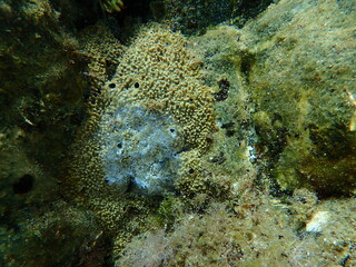 Obraz premium Dying variable loggerhead sponge (Ircinia variabilis) with signs of early decomposition undersea, Aegean Sea, Greece, Halkidiki
