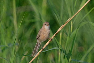 Iraq Babbler (Argya altirostris) feeding among the reeds.