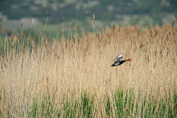 Red-crested Pochard (Netta rufina) flying in the reeds.