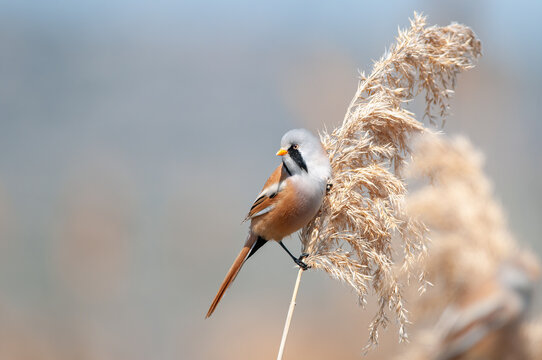 Male Bearded Reedling (Panurus biarmicus) feeding in reeds.