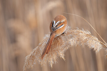 Bearded Reedling (Panurus biarmicus) feeding in reeds, dorsal detail.